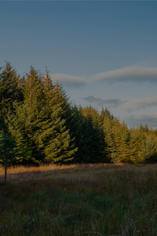 Harnessing nature tech for sustainable forestry