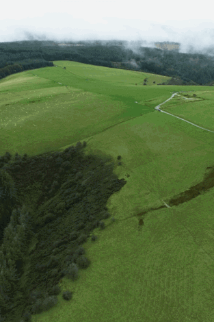 Foresight Natural Capital exits Welsh Afforestation Project