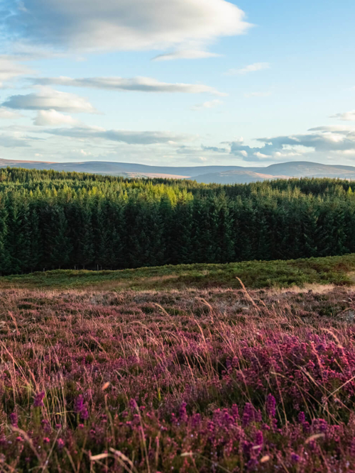 Wind turbines at sunset