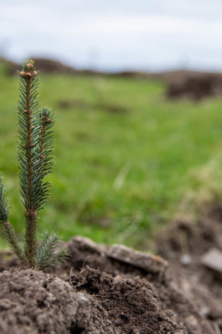 Policy Paper: The Carbon Credit Price and National Tree Planting Impact of Woodland Carbon Code Admittance to the UK-ETS