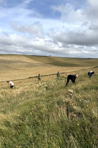 Wildflower seed collection at Eden Project Partnership in Sussex