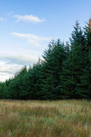 Forestry investments in the Foresight ITS portfolio