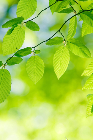 Foresight Group Completes Acquisition of WHEB Asset Management