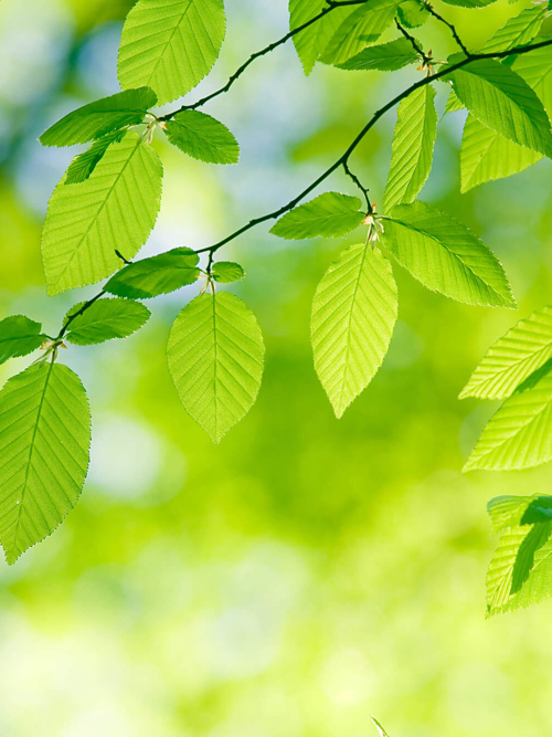 Foresight Group Completes Acquisition of WHEB